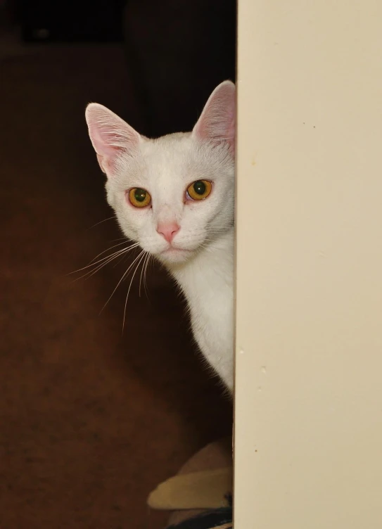 a cat with brown eyes stares out from a room