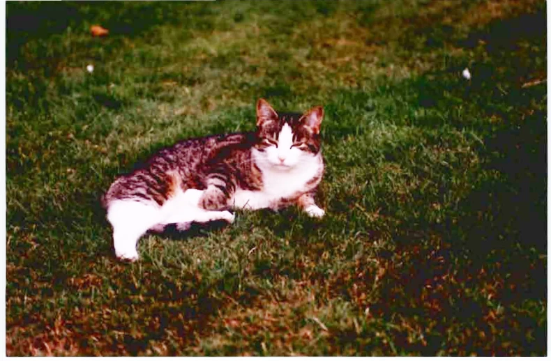 a cat lying in the grass looking at soing