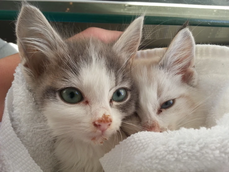 two kittens are cuddled up under a towel