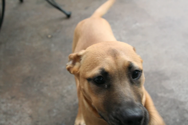 a brown dog looking up while on a leash