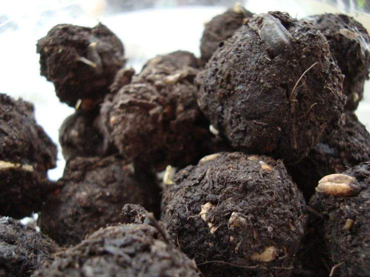 a pile of rotten, black seedless apples sitting on top of a table