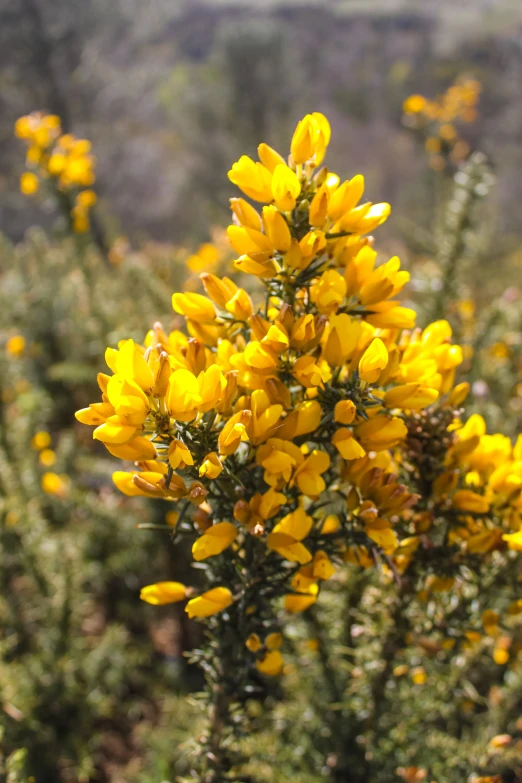 yellow flowers in a large open area