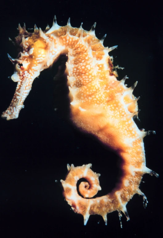 a sea horse looking right at the camera