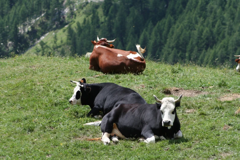 cows on a hillside relaxing and enjoying the day