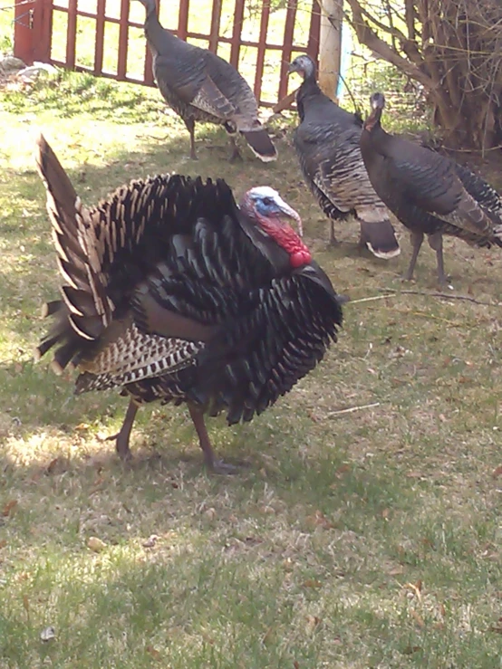 three large, brown and black birds walking around in a fenced area