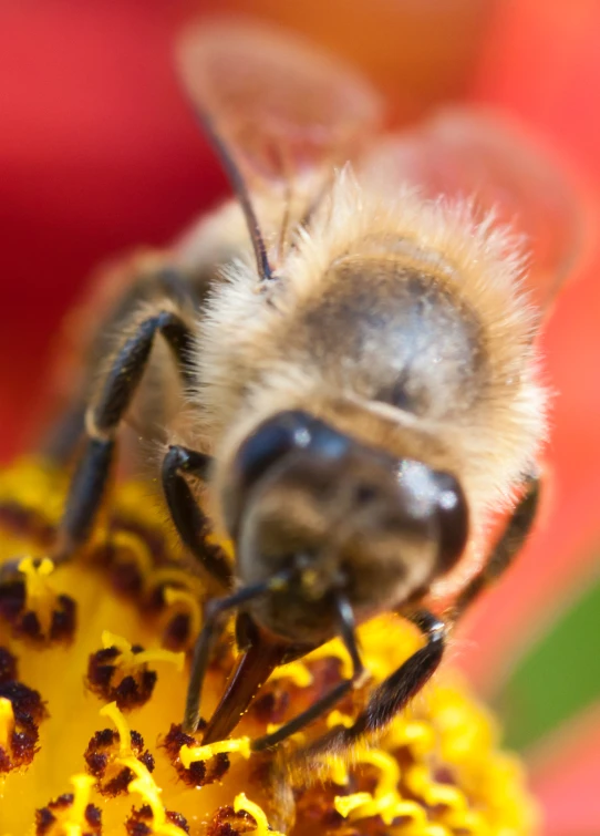 a small bee on top of yellow flowers