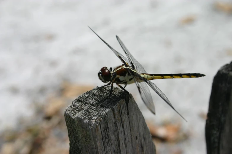 two dragonflys sit on top of a wooden fence post