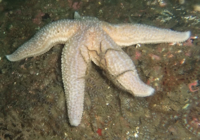a large starfish lays on top of the ocean floor