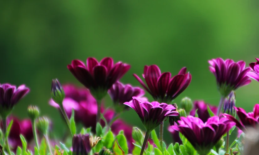 purple flower that looks like an open - ended plant