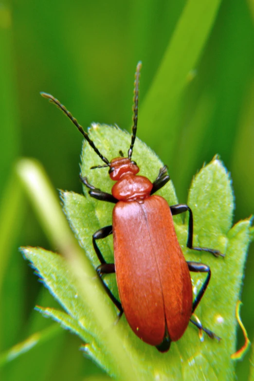 a bug that is on some green leaf