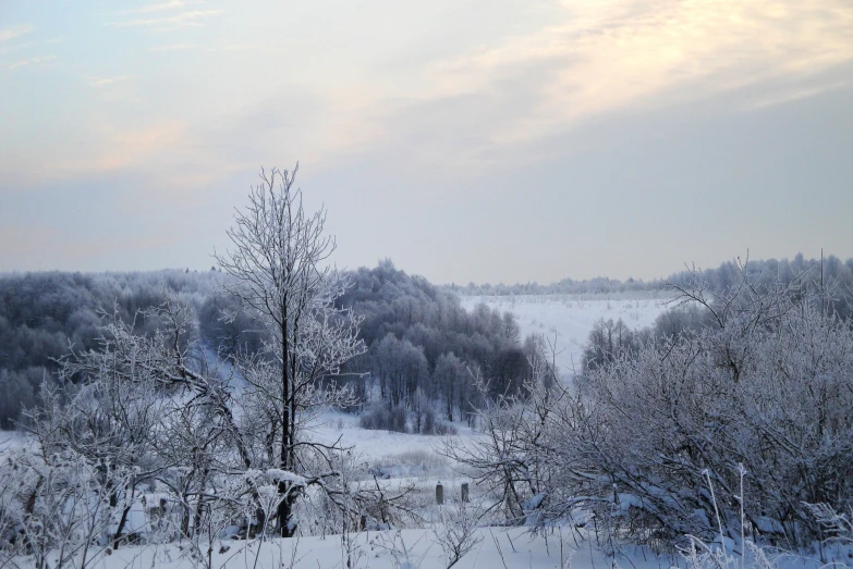 snow and some tall trees in the distance