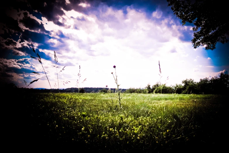 there are very many tall plants in the field