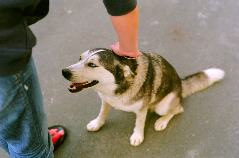 a dog sitting on a cement surface while someone holds it