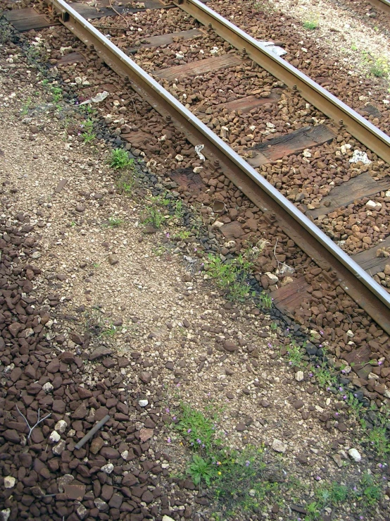 some old train tracks with little weeds on them