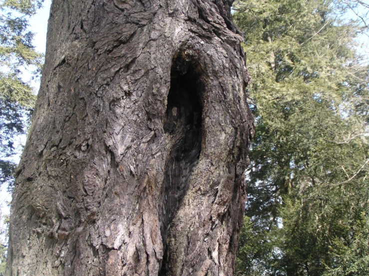 a tree that has some kind of animal in it