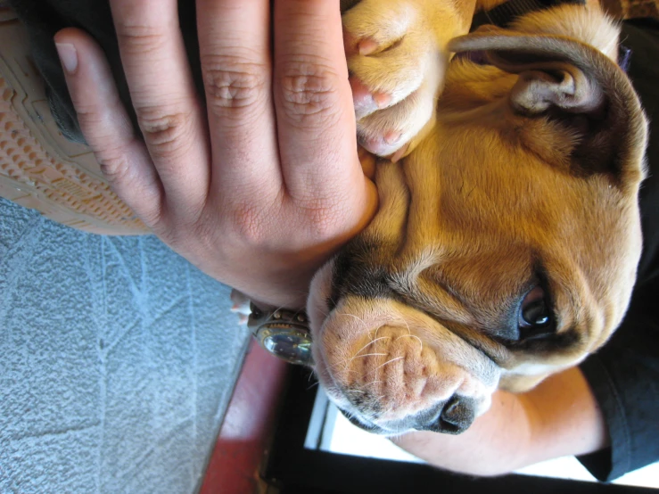 the brown dog has it's face on someones hand