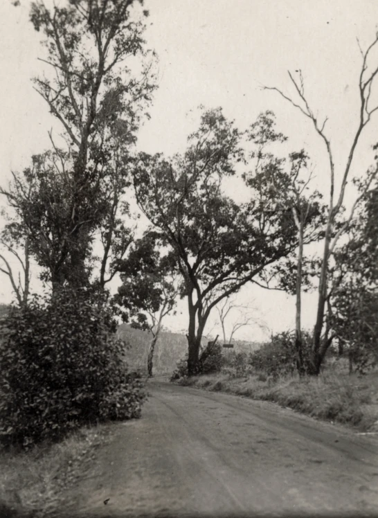an old po of trees and a dirt road