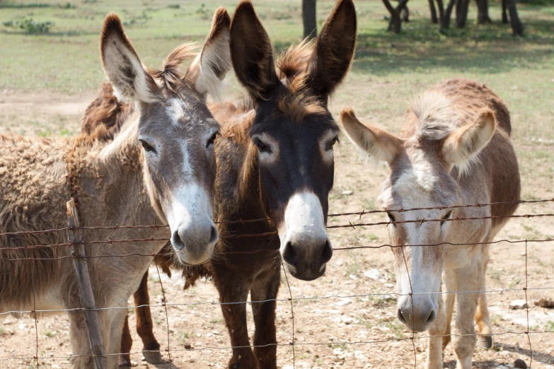 three donkeys look over the fenced off field