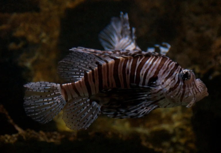 a red and white striped fish swimming in an aquarium