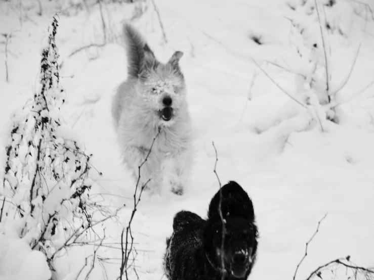 an adorable small white dog with black dog's ears on its back in the snow