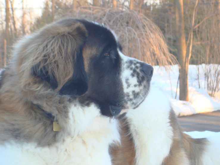 large adult dog sitting on snow covered ground in outdoor setting