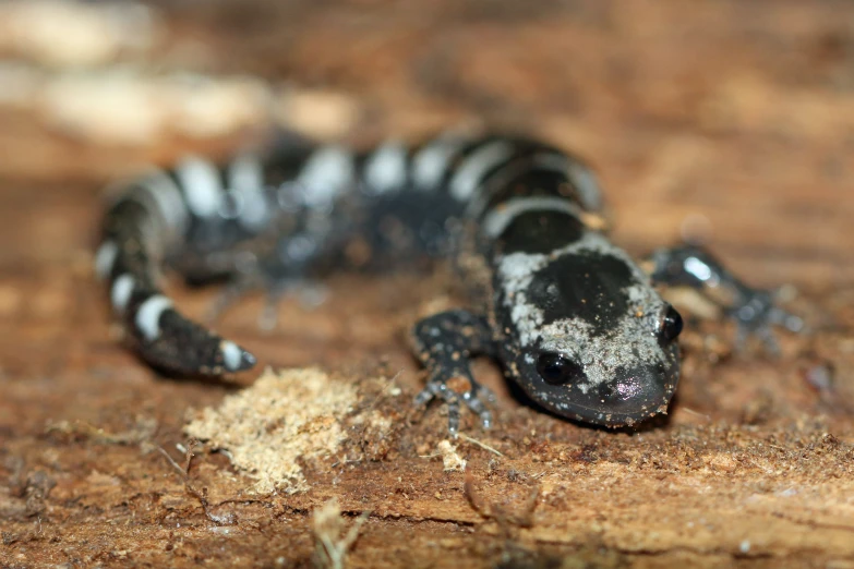 a striped gecko sits on a brown floor