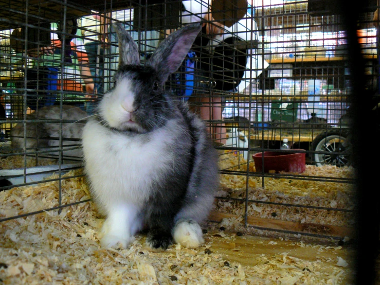 a rabbit in the cage sitting on a shelf