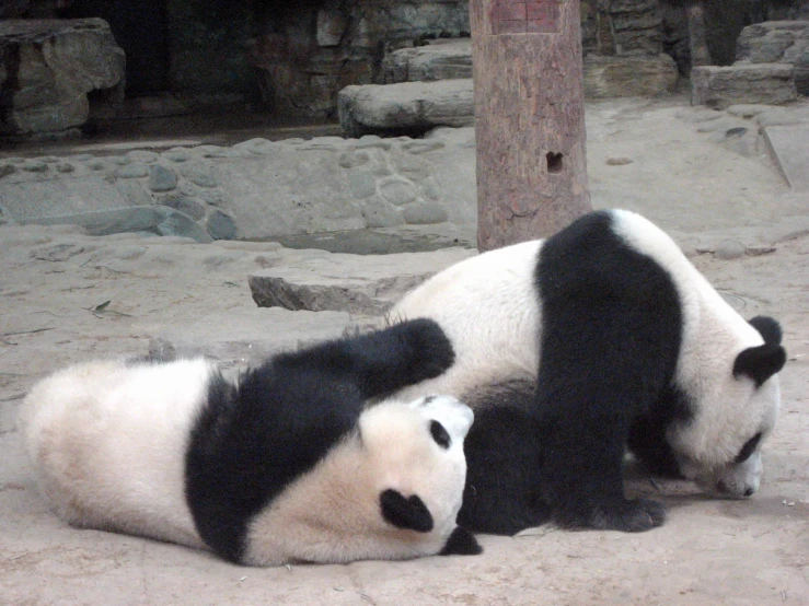 two panda bears are laying down on the sand