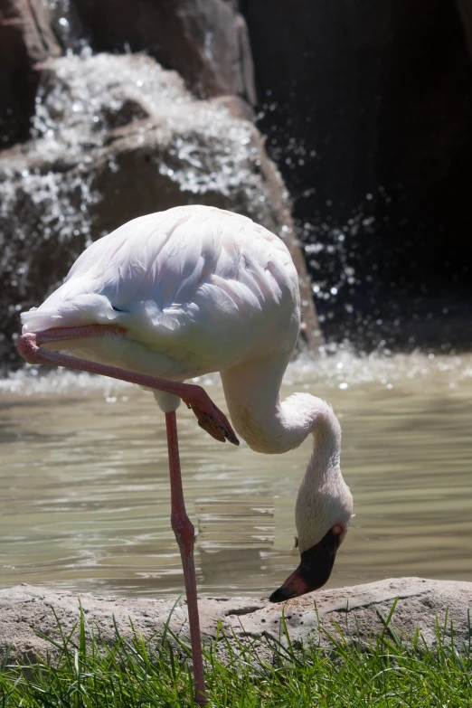a pink flamingo stands on one foot while drinking water