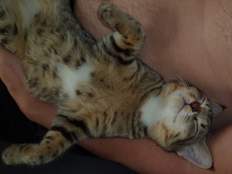 a man is lying down with his cat on his stomach
