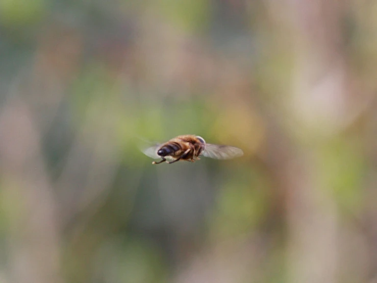 a small bee flying through the air