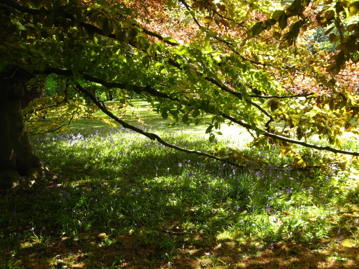 a tree stands under the bright green leaves