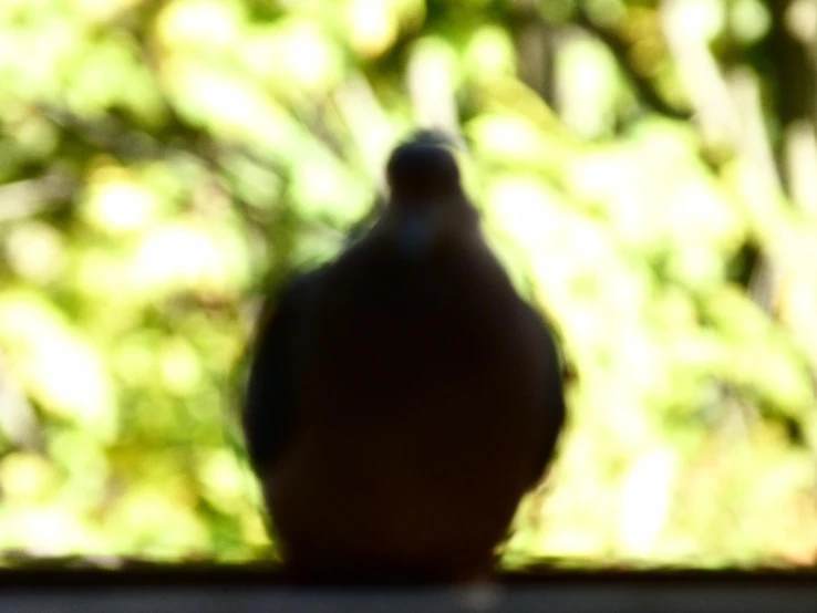 there is a close up s of a dove