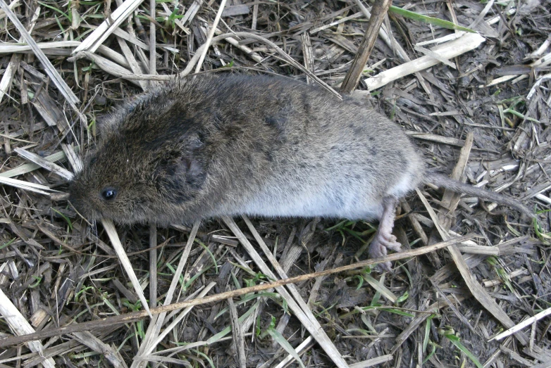 a small mouse sitting in the ground near dead leaves