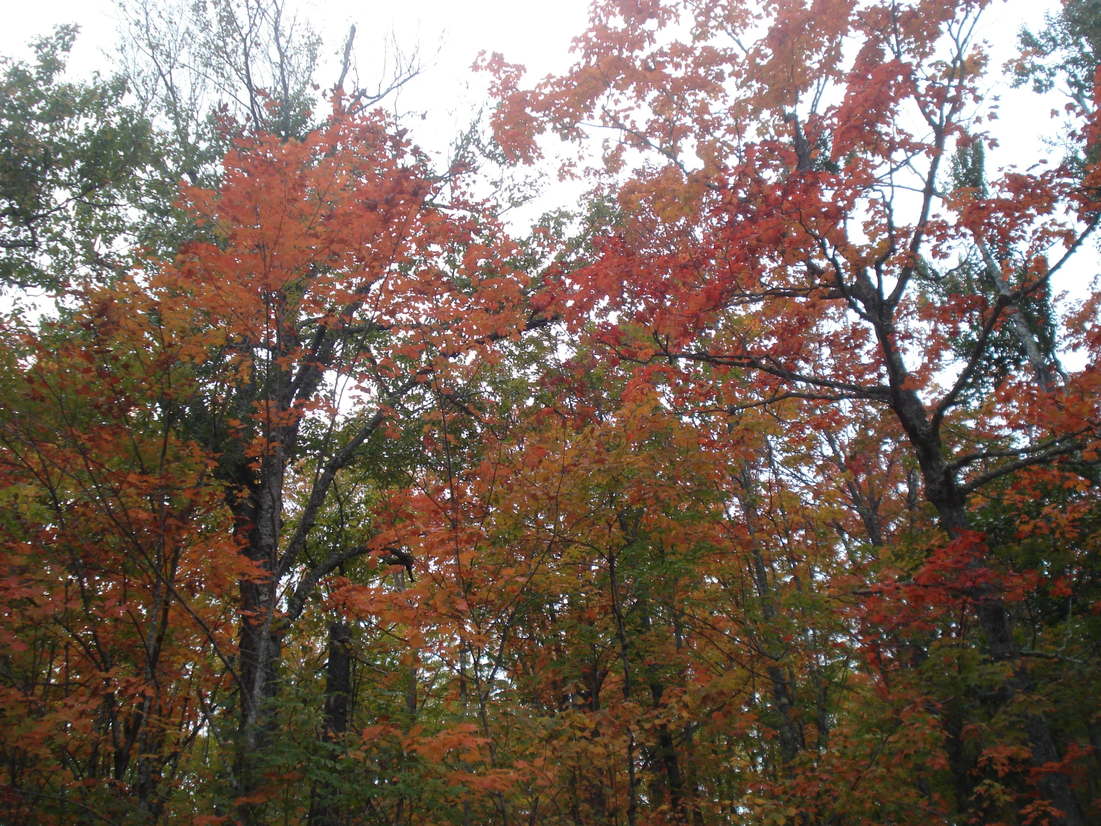 a tree with leaves on it and green trees in the background