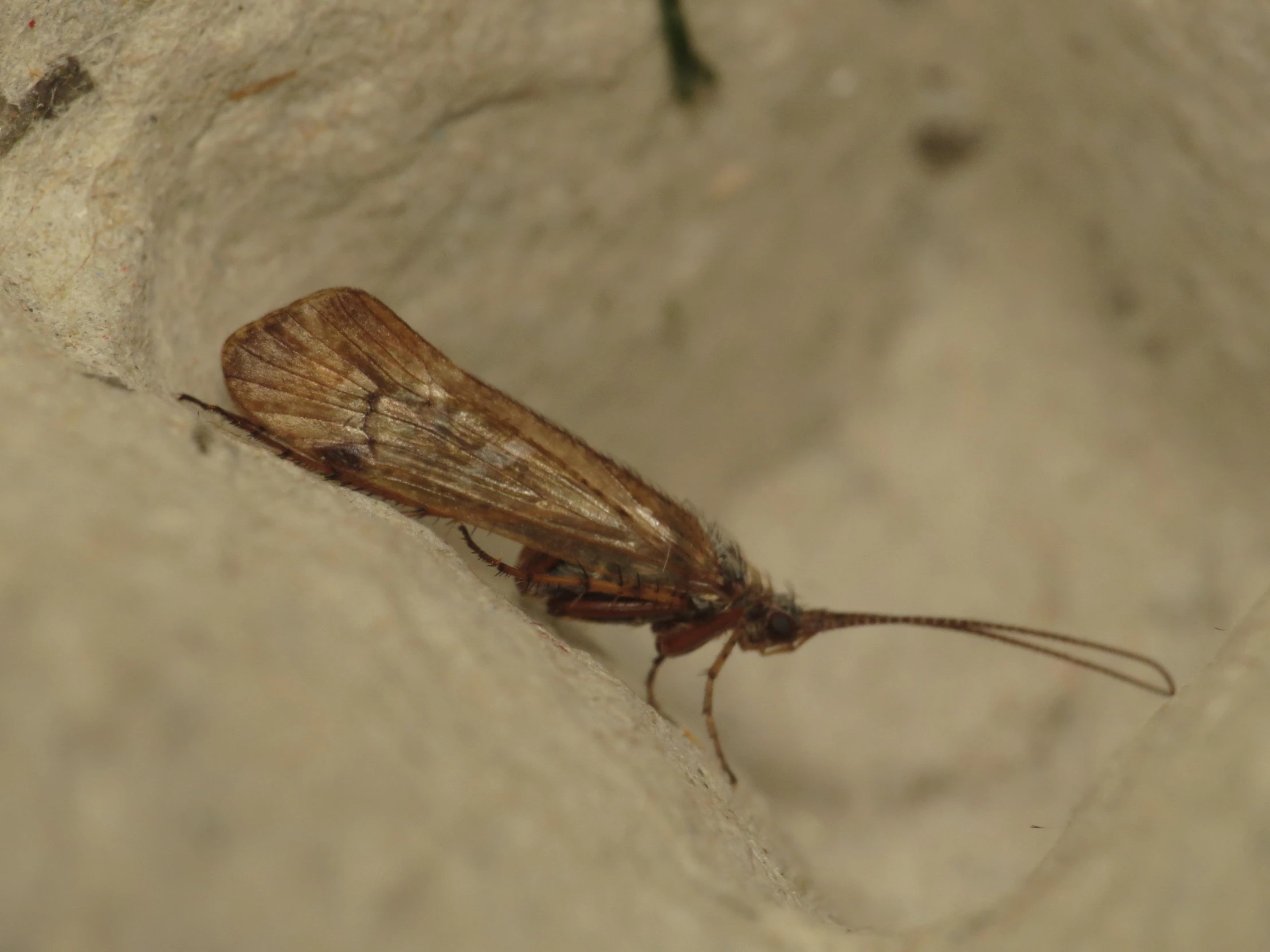 a close up of a small insect on top of a rock