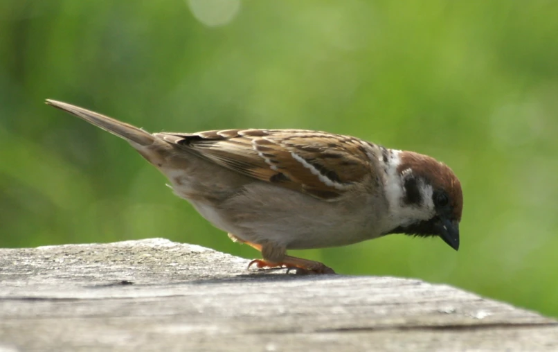 a small brown and black bird standing on a piece of wood