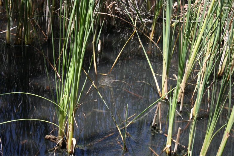 grass growing along the edge of a body of water