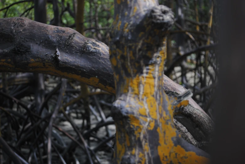 an old yellow cross is in the woods