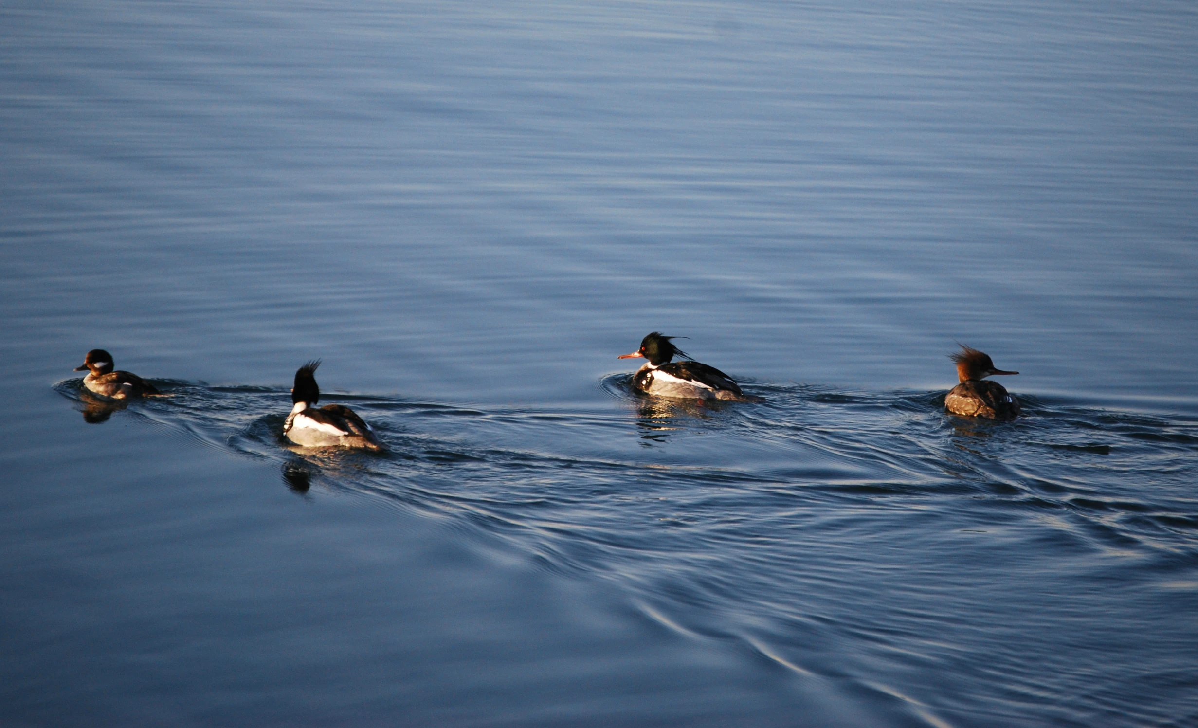 the birds are swimming on the water together