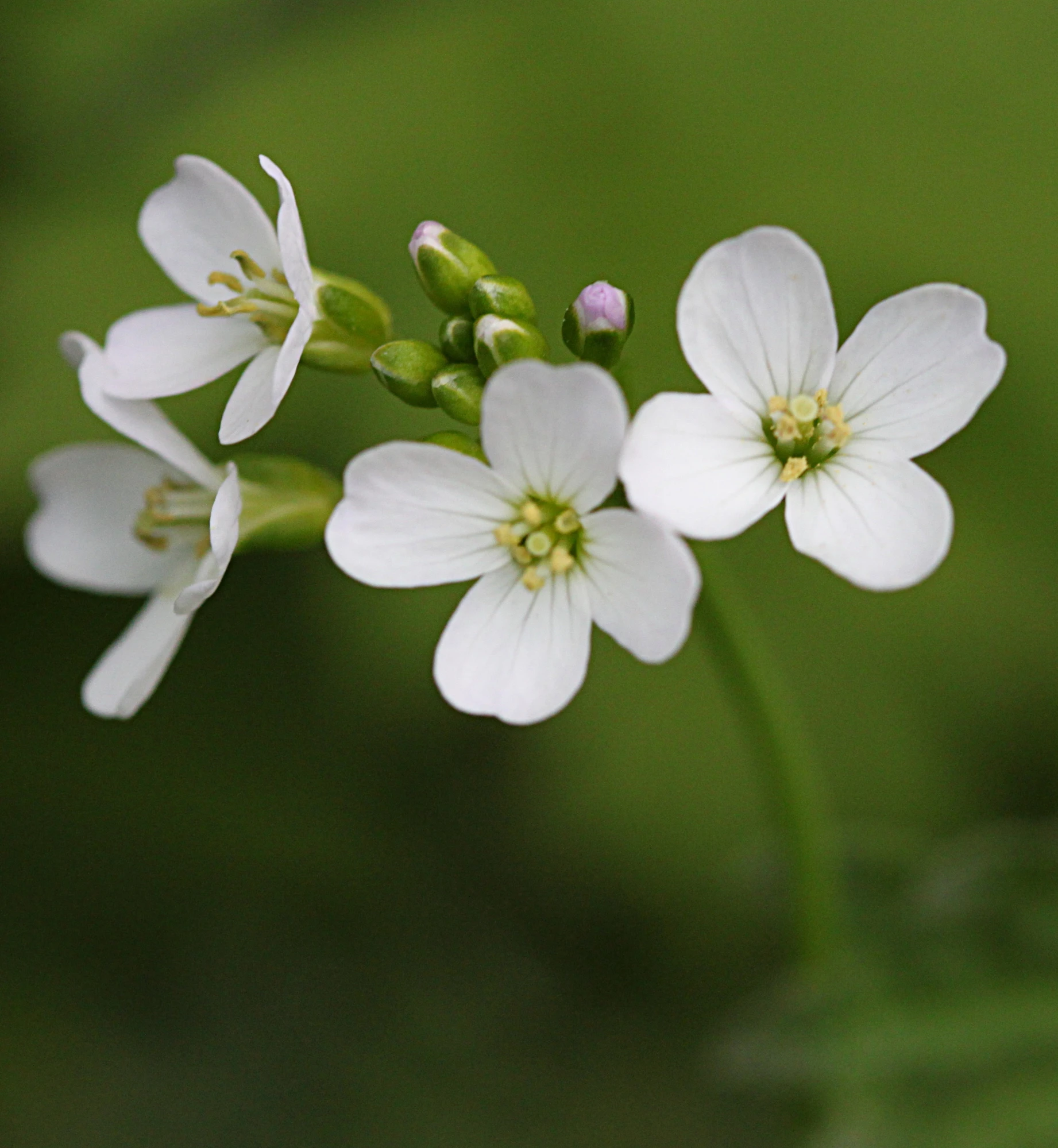 closeup of white flowers on an outdoor nch