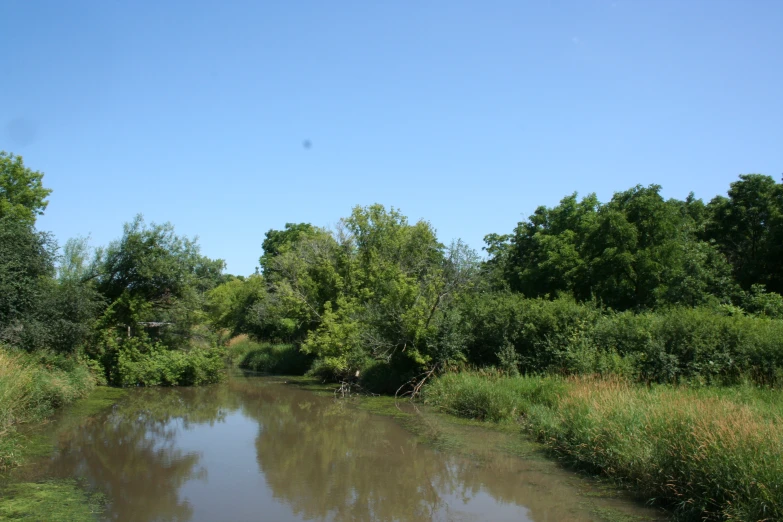 a clear river with water surrounded by green bushes