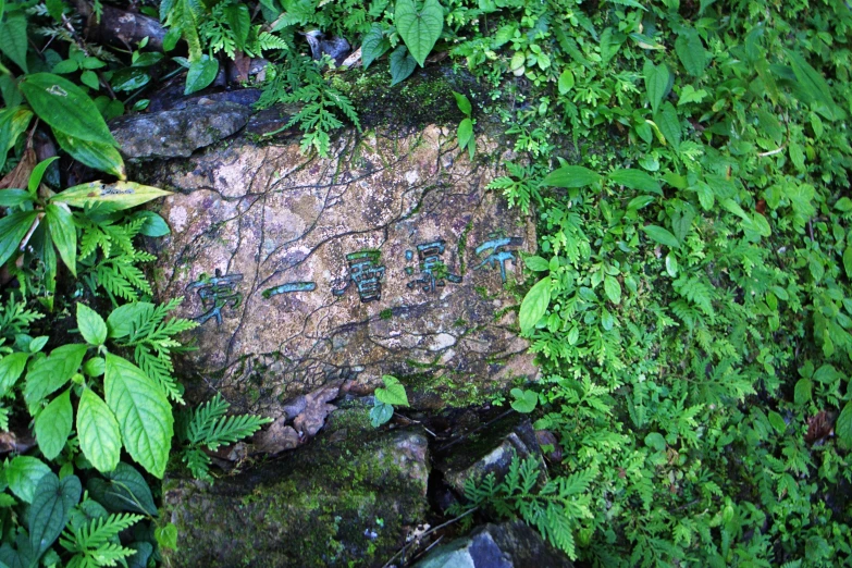 a dirt area with a rock, ferns, and stones