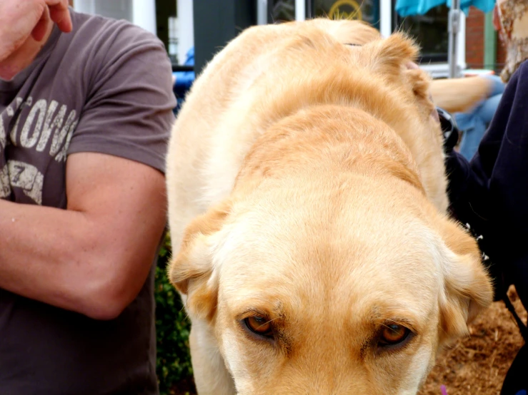 a large brown dog looking towards the camera