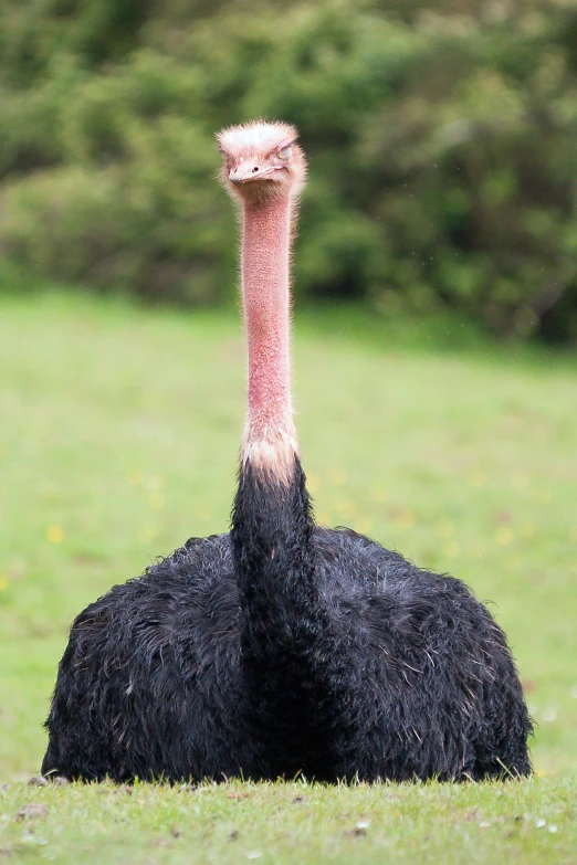 an ostrich is standing in the grass