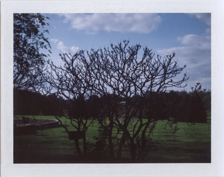 the trees are bare against the blue sky