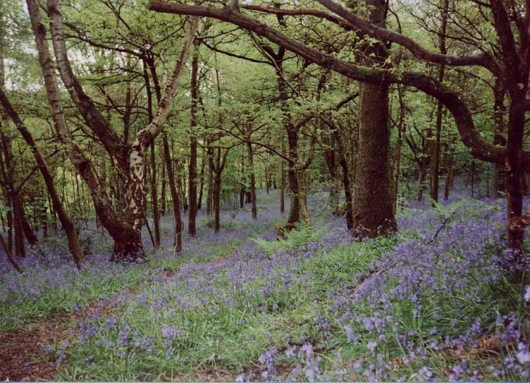 there is an image of a wood that looks like it has bluebells in it