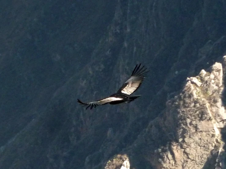 a bird flying next to some tall buildings in the mountains