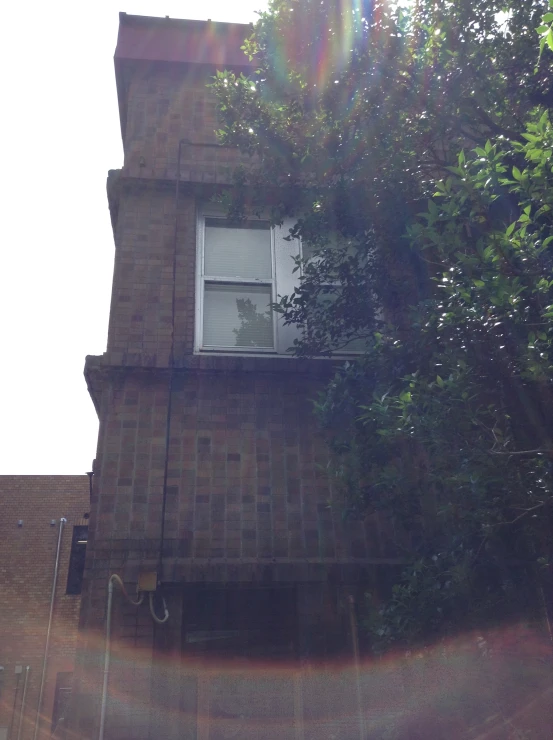 a tree near an apartment building next to a window