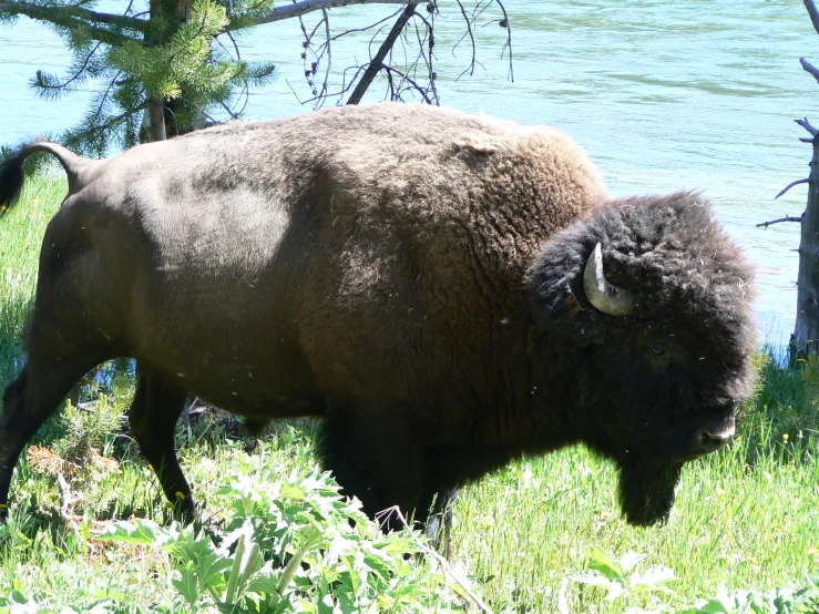 one bison walking away from another bison and staring